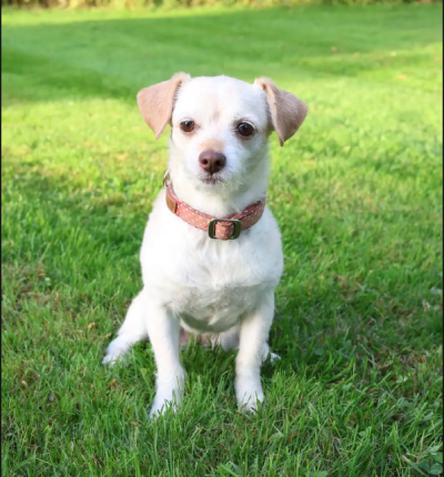 Sushi, the Muench Orthodontics office dog